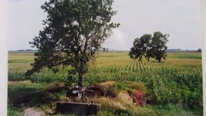 Original tree that grew next to the HUMBKE home in Iowa. 